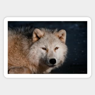 Arctic wolf Sticker